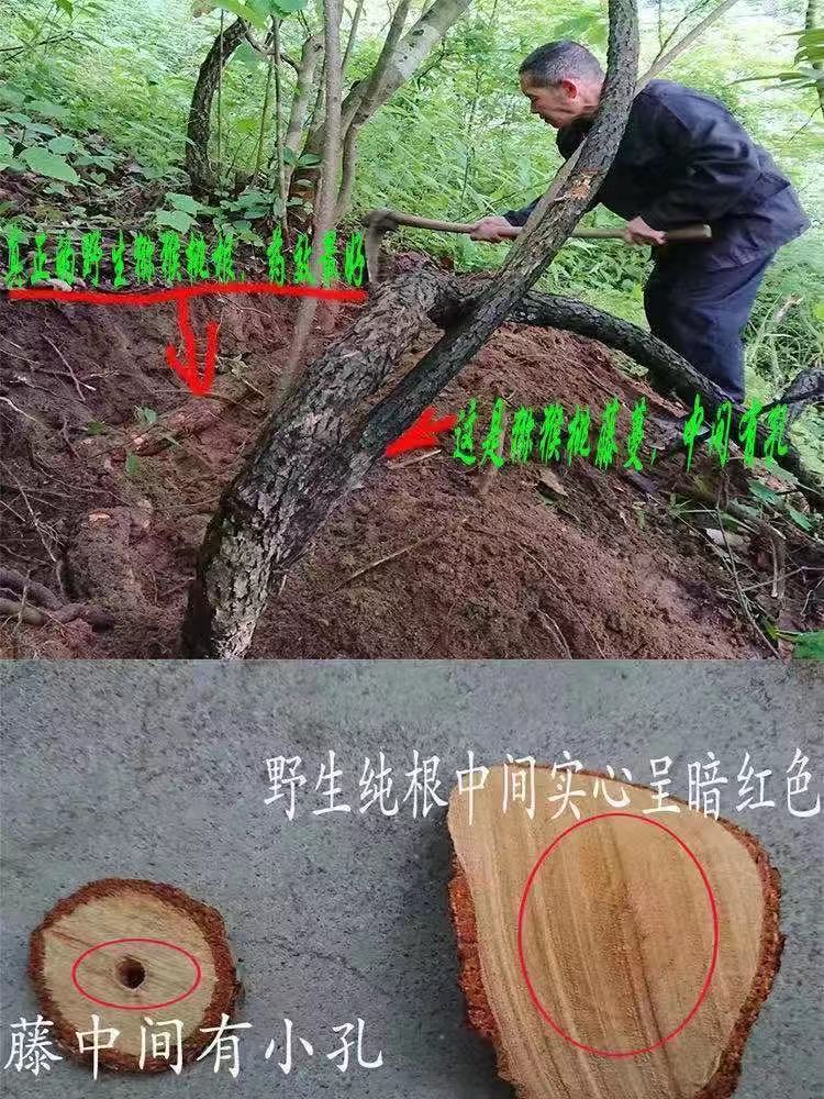 大别山野生猕猴桃根3斤装 一斤石苇雄杨桃根藤梨根分包 猕猴桃根石苇