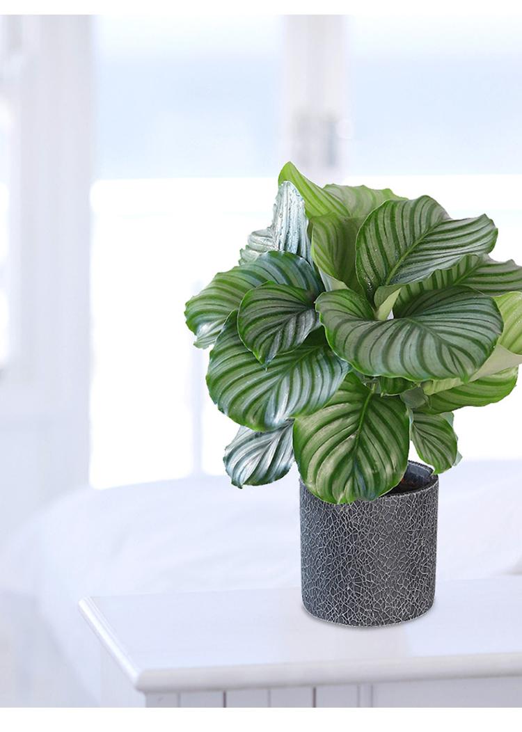 水培大叶青苹果竹芋办公室水养桌面绿植盆栽室内四季好养大型植物 青