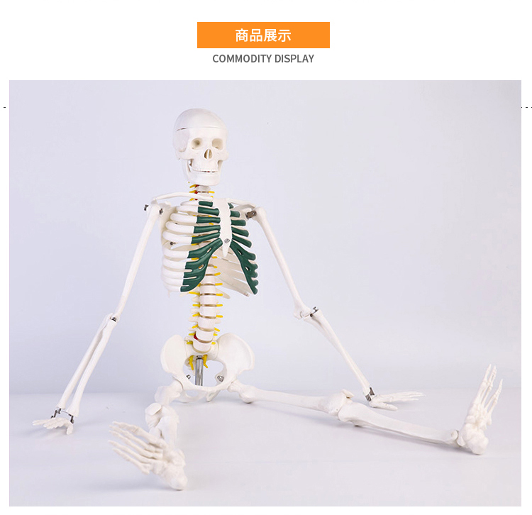 南山驹人体骨骼模型骨架人体模型小白骷髅教学脊椎全身45厘米骨骼白色