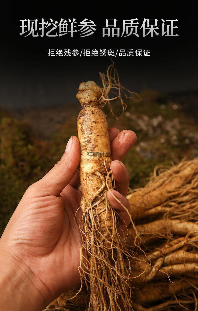 新鲜人参现采现挖带土长白山正宗六年特大人参林下参保鲜参泡酒5080根