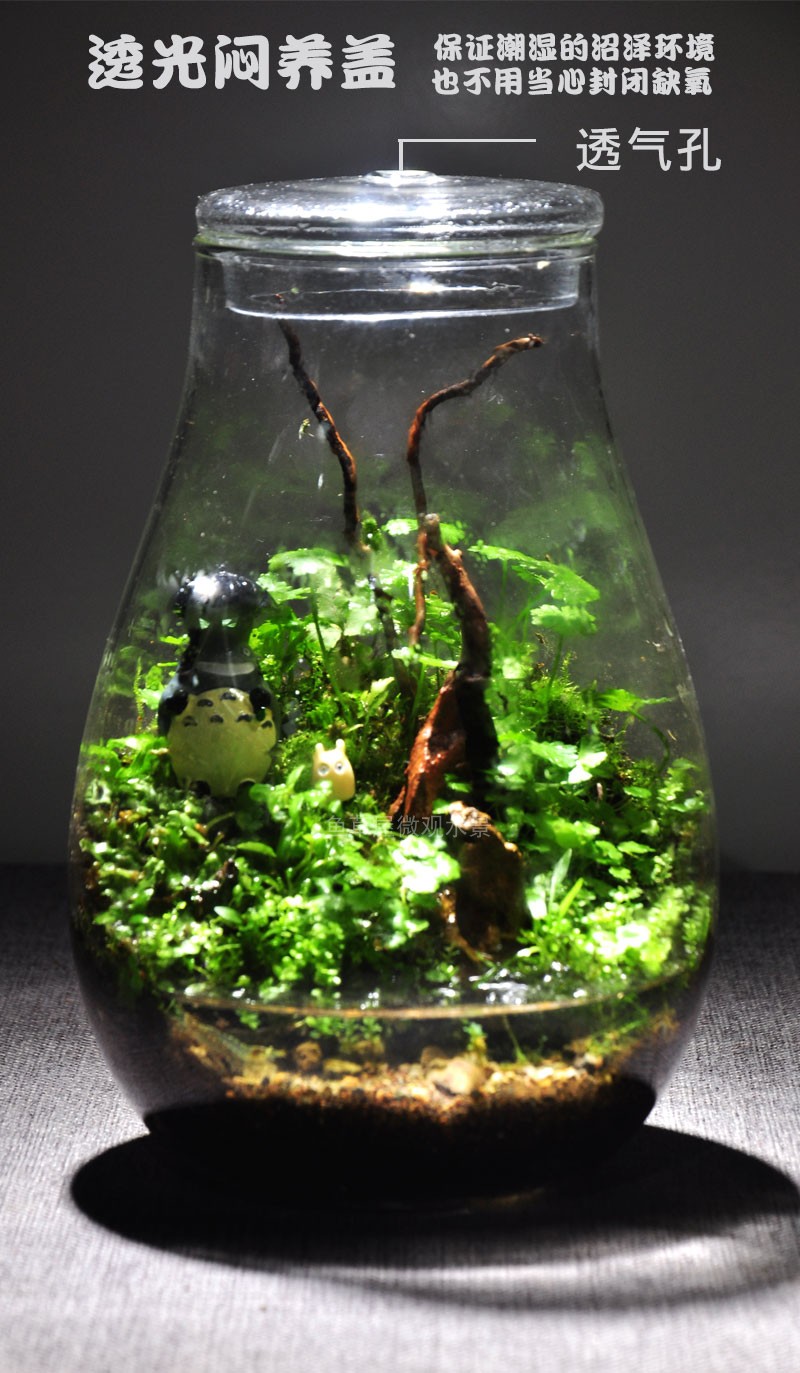 生态瓶观赏鱼缸辣椒蟹苔藓植物微景观桌面鱼虾蟹水陆缸微型景观方舟