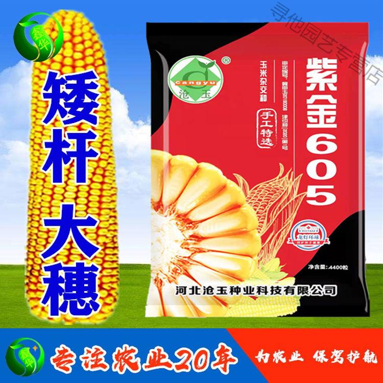 玉米新品种大田矮杆杂交玉米种子低杆抗倒好棒子大抗病矮大棒原装4400