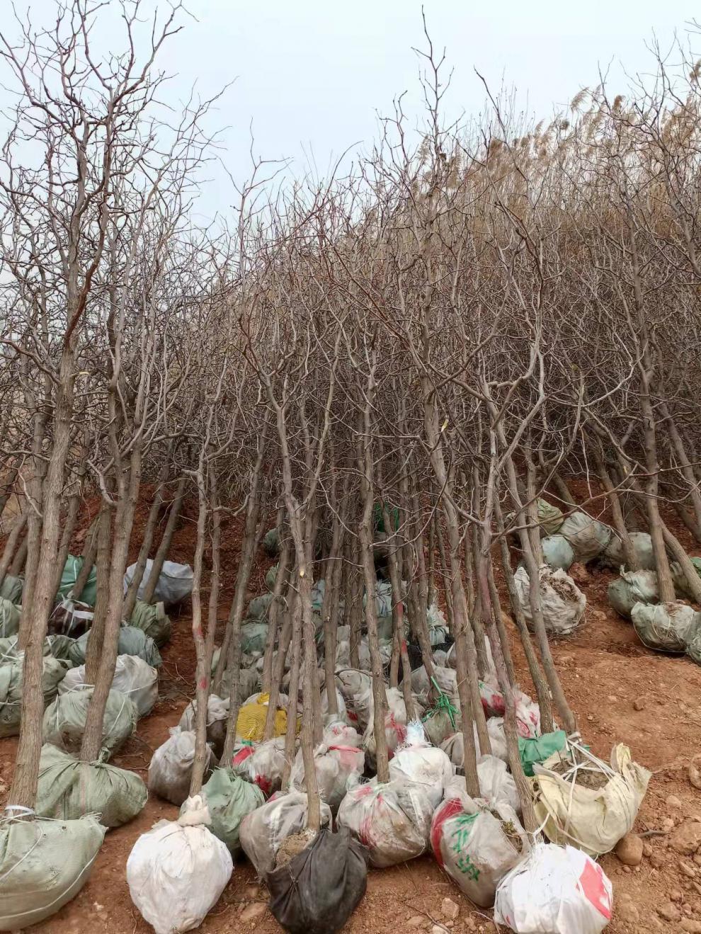 枣树活苗特大枣嫁接苗沾化冬枣带土地栽盆栽庭院种植北南方果树苗早脆