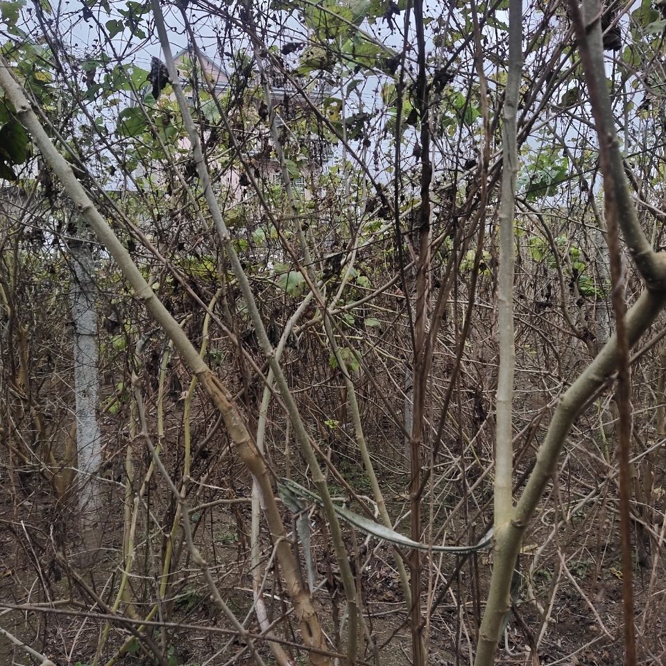 野生新鲜现采带皮桑枝棒经络养生拍打棒干桑枝条桑木棍破关桑树枝 破