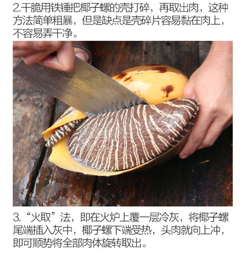 鲜活黄螺椰子螺特大海捕新鲜响螺海螺大油螺木瓜螺活冻椰子螺腾旺纳跃