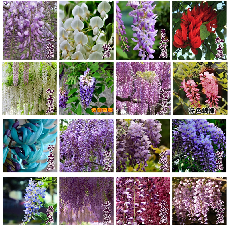 紫藤花 爬藤花阳台花盆栽攀援植物绿化藤本紫藤花树紫藤树苗庭院花