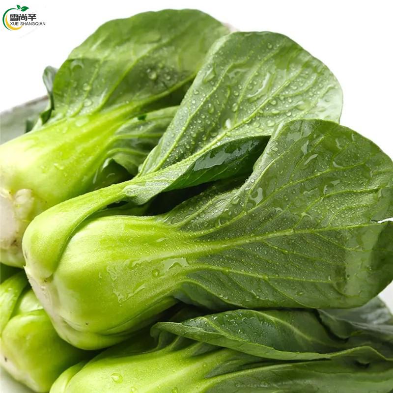 农家小青菜新鲜蔬菜青菜小油菜火锅青菜北方青菜(优选品质) 3斤家庭装