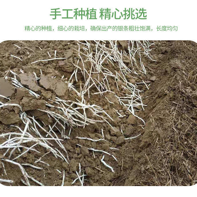 河南洛阳特产偃师银条茅草根仙草根泡椒银条菜300g20袋酸辣下酒菜喜蜜