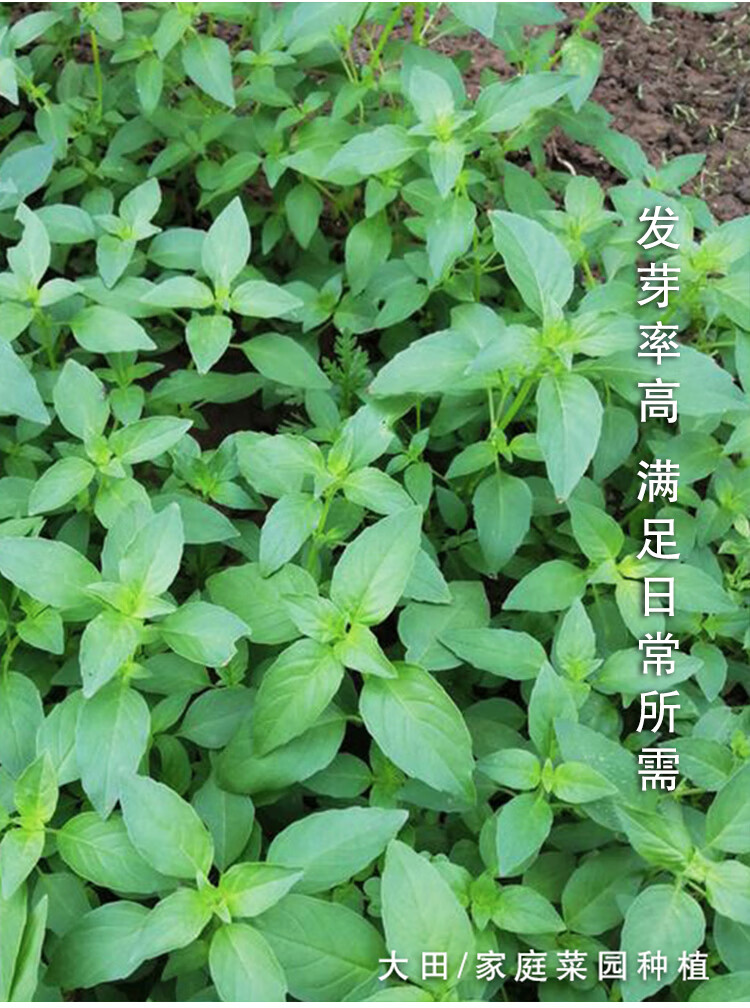 荊芥菜種籽河南大葉荊棘種子菜籽夏季四季盆栽荊菜荊芥蔬菜苗孑籽荊芥