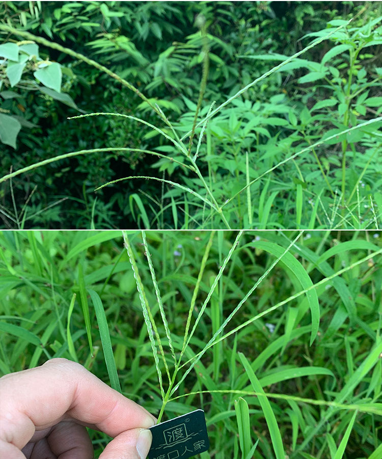 歌传马唐种子速生杂草危害发芽快恶性北方南方马塘夏秋播种毛马唐草籽