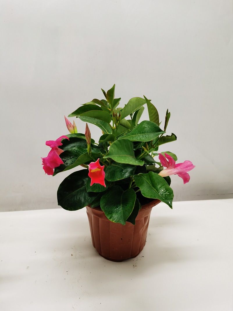 磐阙*上新花卉万里飘香藤盆栽四季开花带花苞飘香藤室内阳台种植花卉