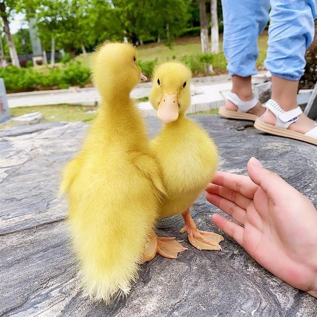 小黄鸭活物鸭子幼崽小鸭子小黄鸭家养鸭子宠物小鸭子小黄鸭 网红可爱