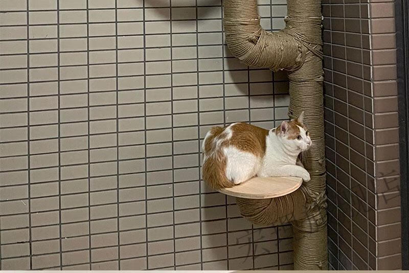 水管猫爬架猫爬架diy材料自制排水管配件太空舱麻绳pvc下水管配件网红