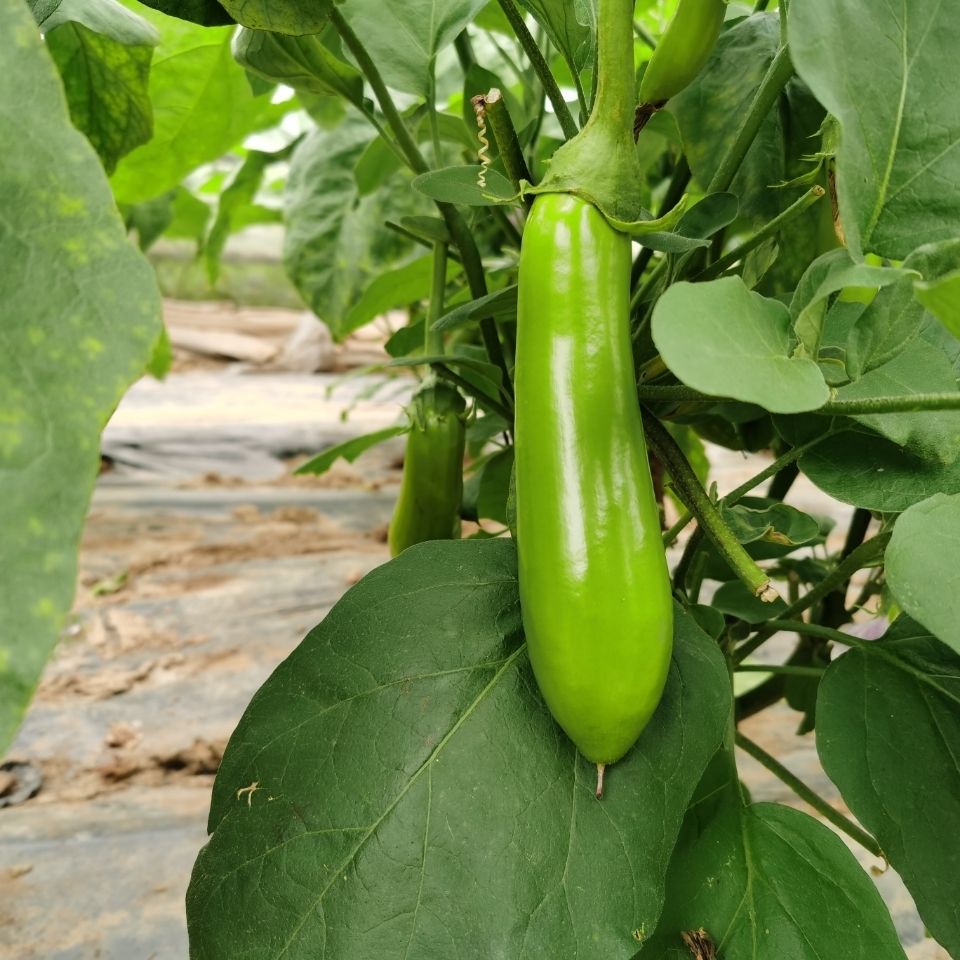 南通海门新鲜现摘青茄子绿皮茄子崇明长青茄现摘现发5斤