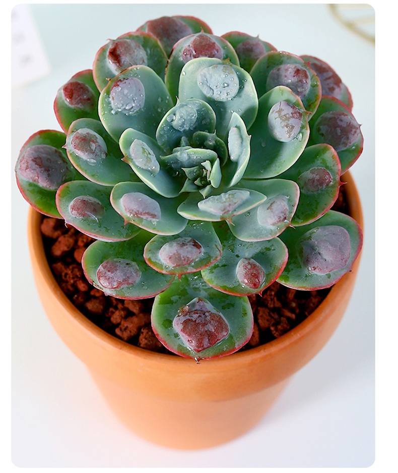 雨滴多肉植物稀有品种室内耐旱好养肉肉盆栽雨滴多肉印象梅花含盆