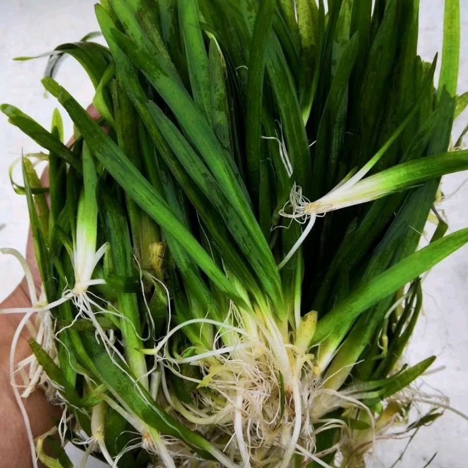 京选推荐水族箱鱼缸造景装饰前景草活体水草小水兰大