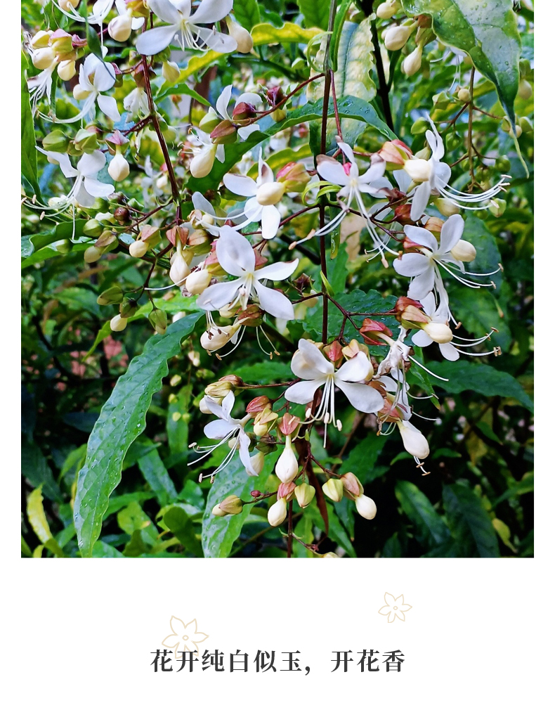 ご崎杳垂絲茉莉花盆栽垂枝茉莉泰國進口綠植白玉蝴蝶開花清香垂茉莉