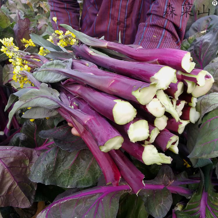 【顺丰 手提礼盒装】正宗洪山菜薹 2斤精品装 湖北武汉特产原产地洪山