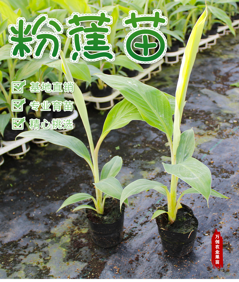 苹果蕉苗广西矮化粉蕉树苗当年结果香蕉苗南北方地栽四季可种植粉蕉苗