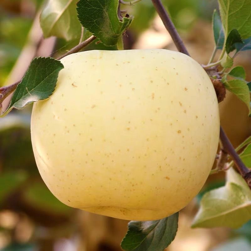 烟台黄苹果水果黄元帅15203040斤装新鲜当季整箱黄金帅黄香蕉脆甜粉面