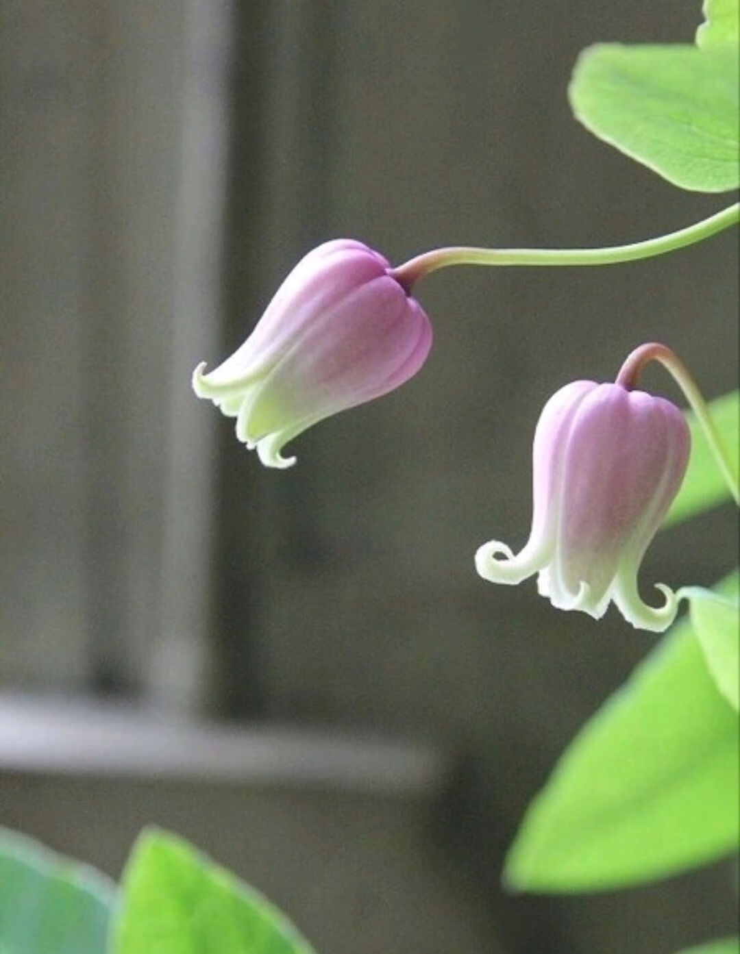 络咚棠轻奢铃铛铁线莲如古常绿苹果花银币阳台庭攀缘爬藤花卉植物盆栽