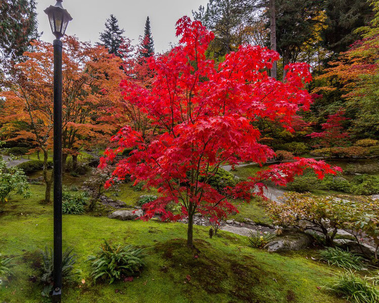红枫树苗盆栽四季花卉阳台庭院植物别墅风景树耐寒日本红枫树盆景红枫