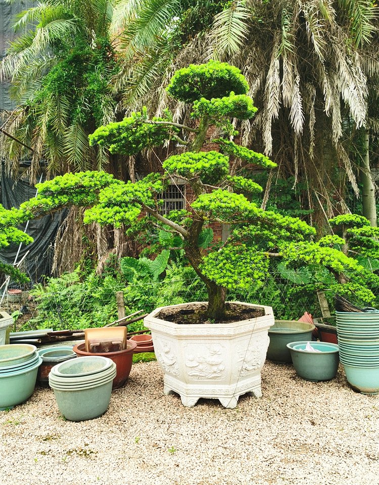 德骊嘉大型罗汉松园艺盆景树桩盆栽植物四季常青绿植庭院台湾金钻迎客