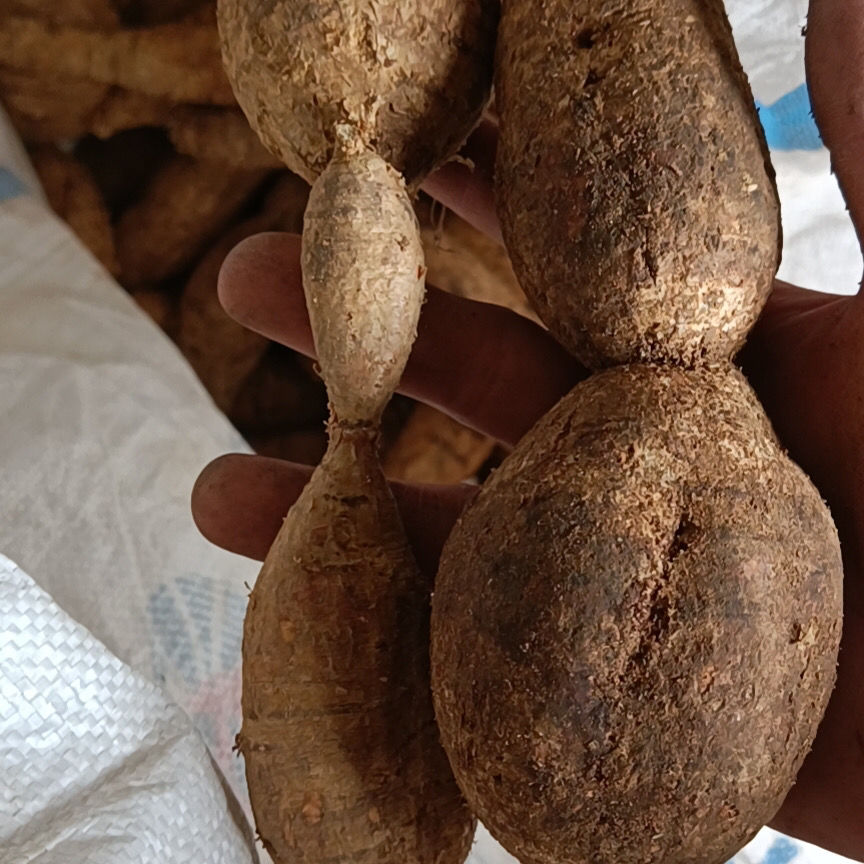 牛大力新鲜材现挖广东汤料500g大力薯根泡酒材料 大黑牛500g【图片