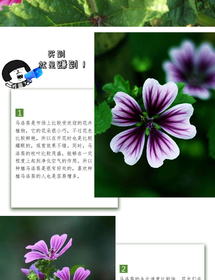 马洛葵种子花海专用花草籽盆栽庭院都可种植四季可播花卉种子花乡邻里
