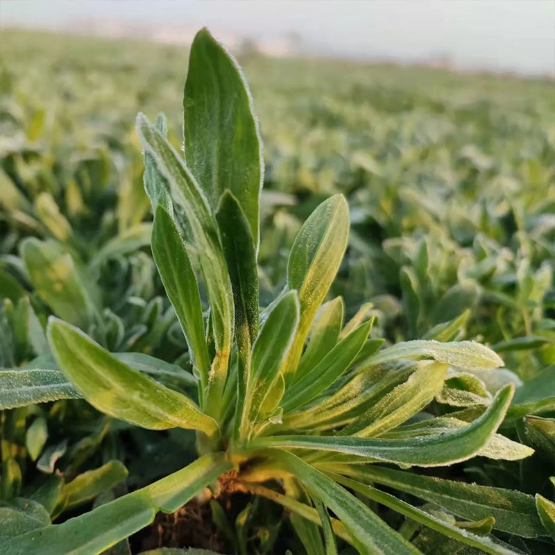 叶子像柳叶的野菜图片