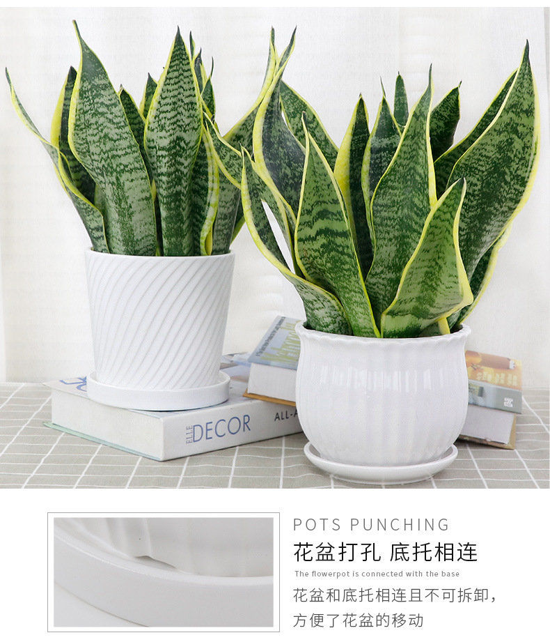 精选直发虎皮兰盆栽室内绿植花卉四季常青办公桌吸植物虎尾兰黑白大盆