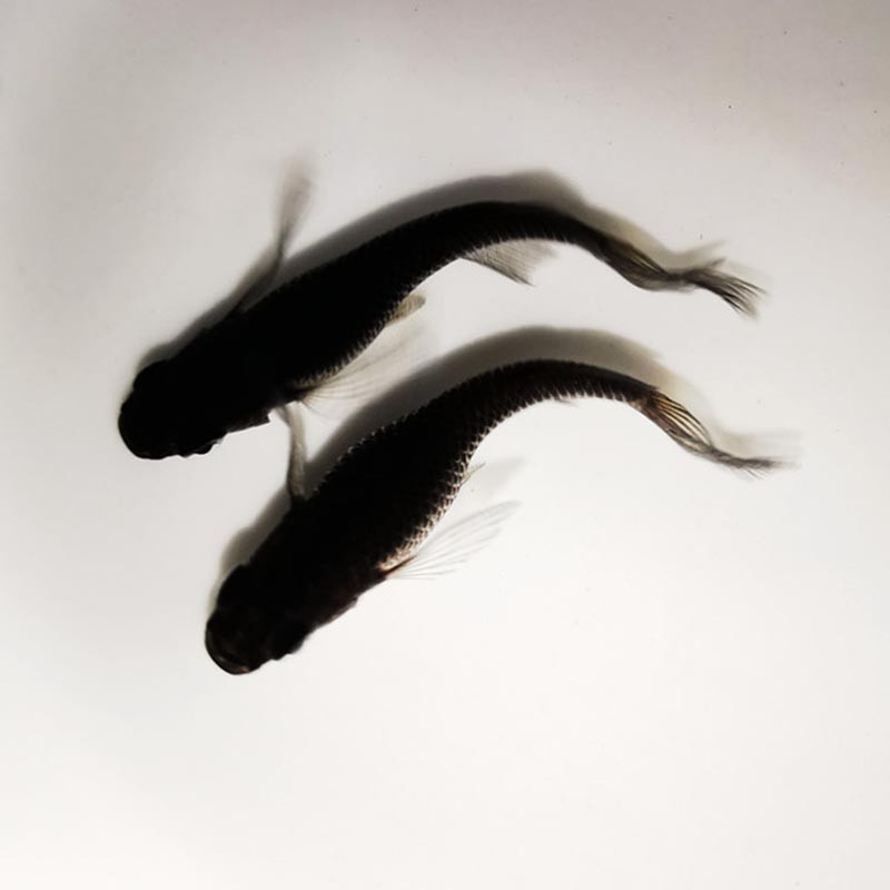 观背青鳉鱼活体活物星河星光干支小型鱼苗冷水淡水鱼超好养家养办公室