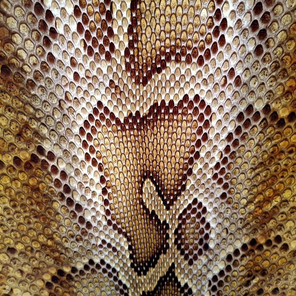 乐器蟒皮二胡蟒蛇皮中胡配件蒙皮三弦皮高胡蒙皮乐器维修蒙皮胶18公分