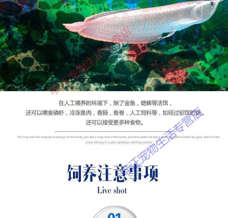 瑾伦热带观赏银龙鱼活鱼大型金龙鱼混养活体练手银龙鱼淡水 18-20cm银