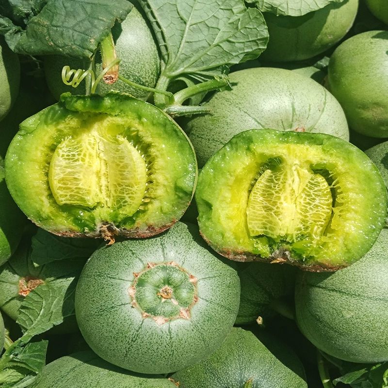 【精选s级】东北绿宝甜瓜孕妇水果新鲜香瓜当季时令小甜瓜脆瓜绿宝石