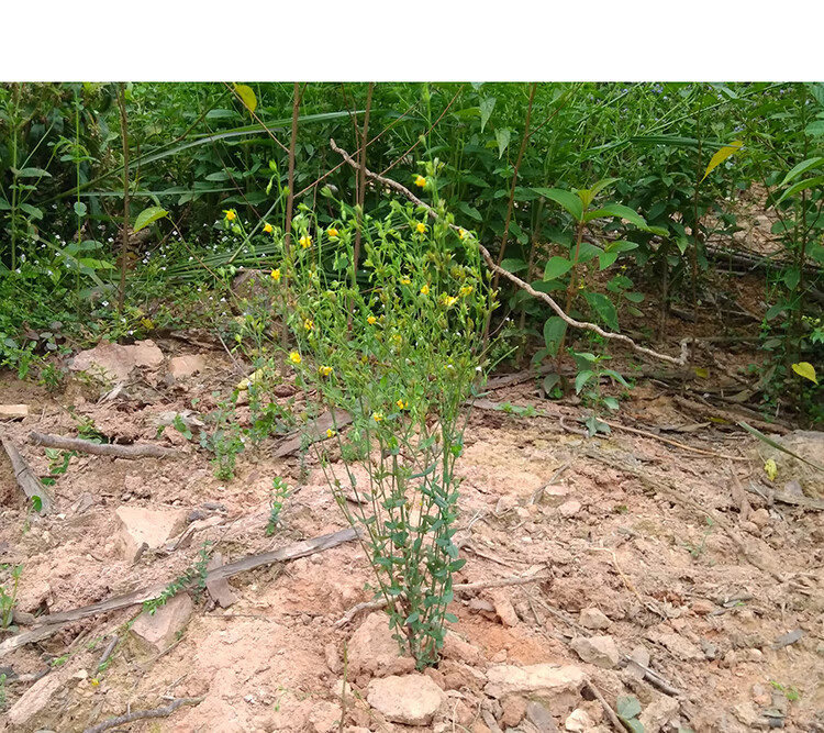 田基黄地耳草黄花草雀舌草新鲜晒干品整株田基王500g