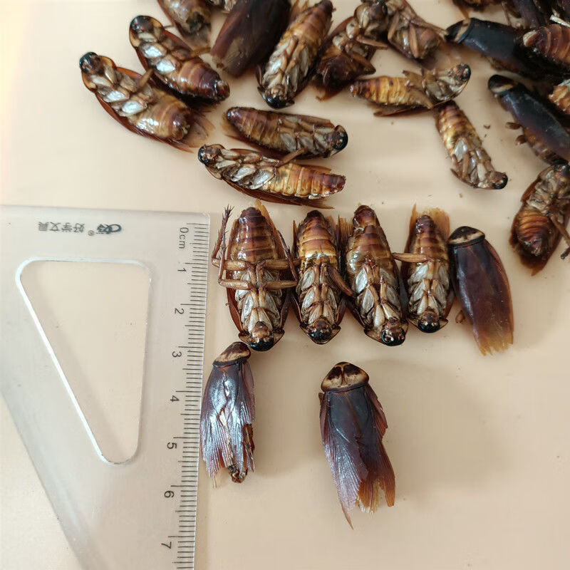蟑螂干 中药材美洲大蠊 干蟑螂金龙鱼饲料蟑螂粉精粉家用药用 蟑螂干