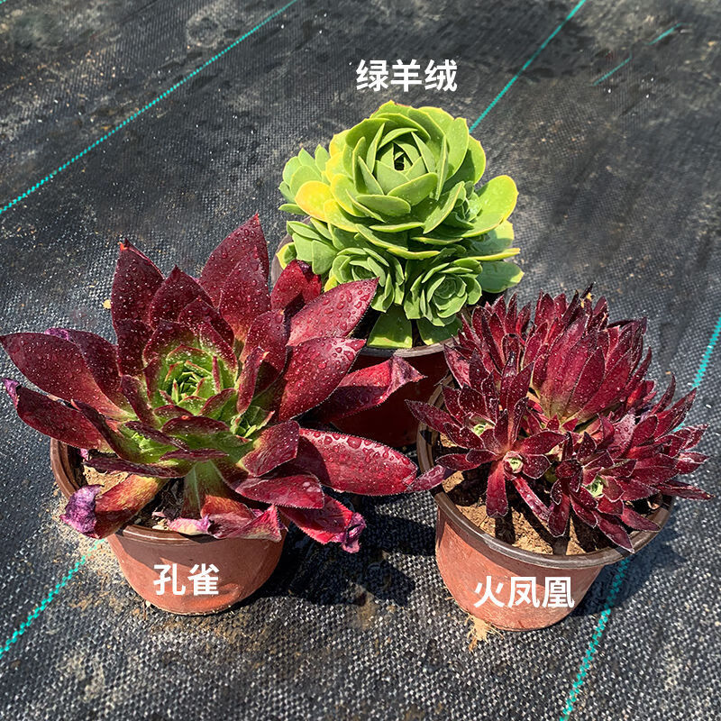 黑铜壶法师室内老桩大棚批发直发多头清仓组合欧紫万圣节紫羊绒 活动