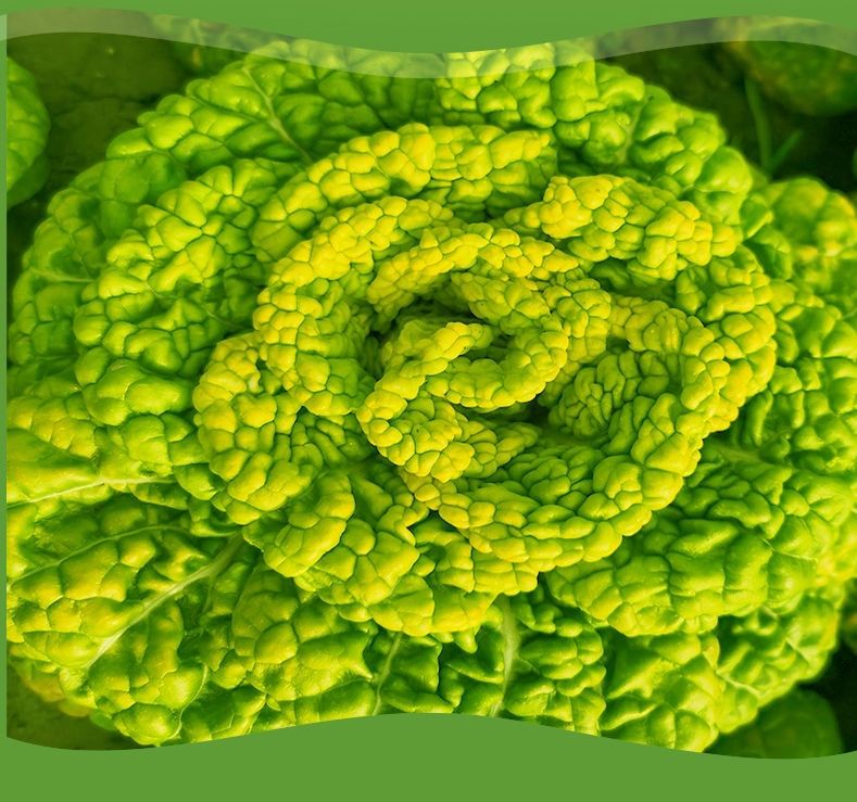 安徽新鲜黄心菜霜冻小白菜黄心乌塌菜菊花心涮火锅蔬菜乌塔菜现挖 3斤