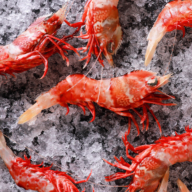 东山岛海捕 鸡冠虾 鲜活急冻500g高脊赤虾大头虾刺身海虾冷冻水产