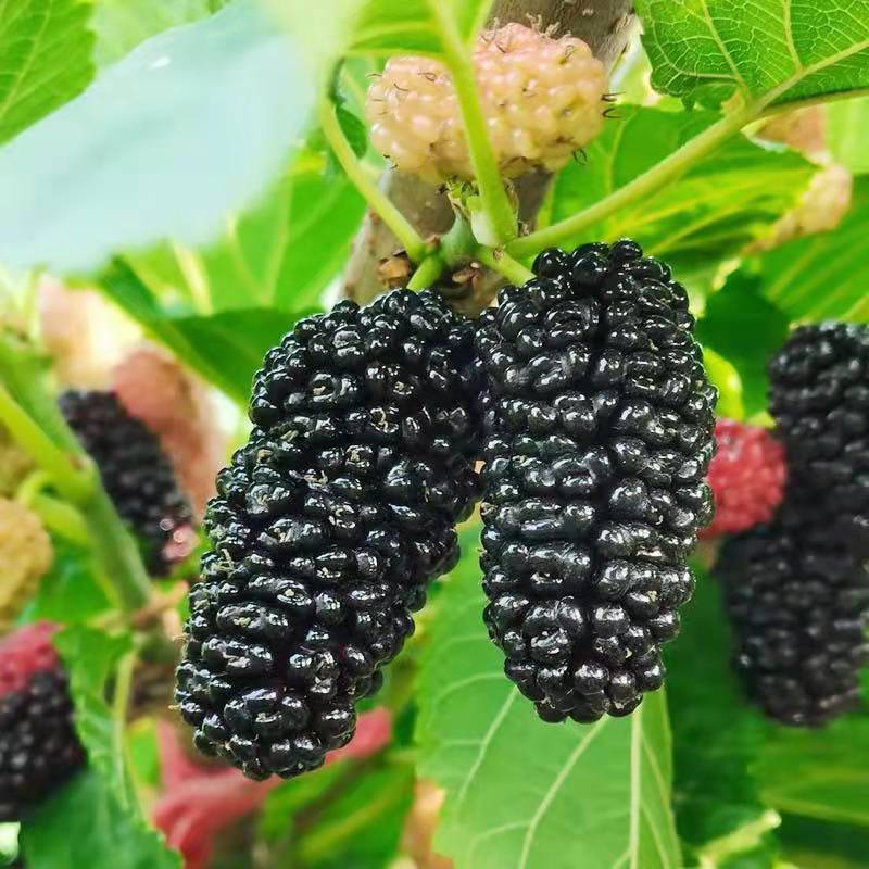 静境新鲜桑葚果现摘现发黑桑椹孕妇水果零食酵素泡酒桑果应季鲜果新鲜