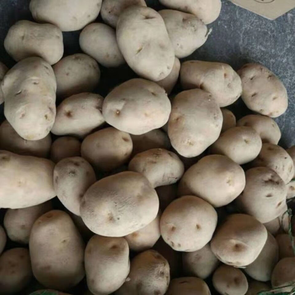 48小时发货恩施小土豆马尔科土豆高山黄心土豆当季蔬菜马铃薯洋芋特产