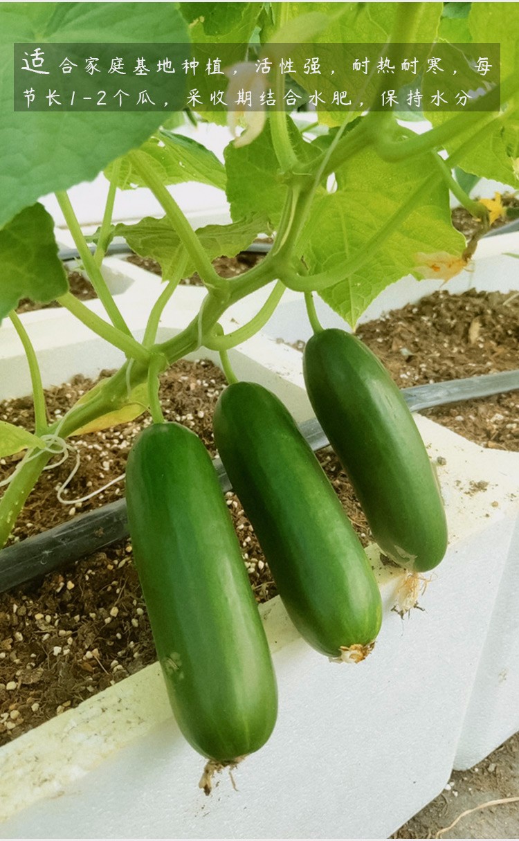 北蔬水果黄瓜种子盆栽蒂娜水果黄瓜种子30粒