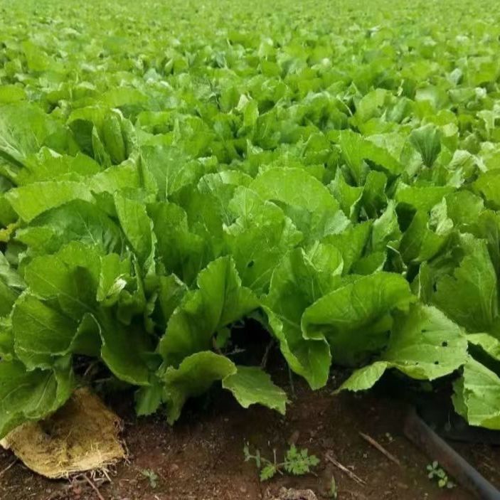 新鲜包心芥菜贵州大叶青菜苦青菜盖菜现摘整颗蔬菜腌菜泡菜酸菜 3斤