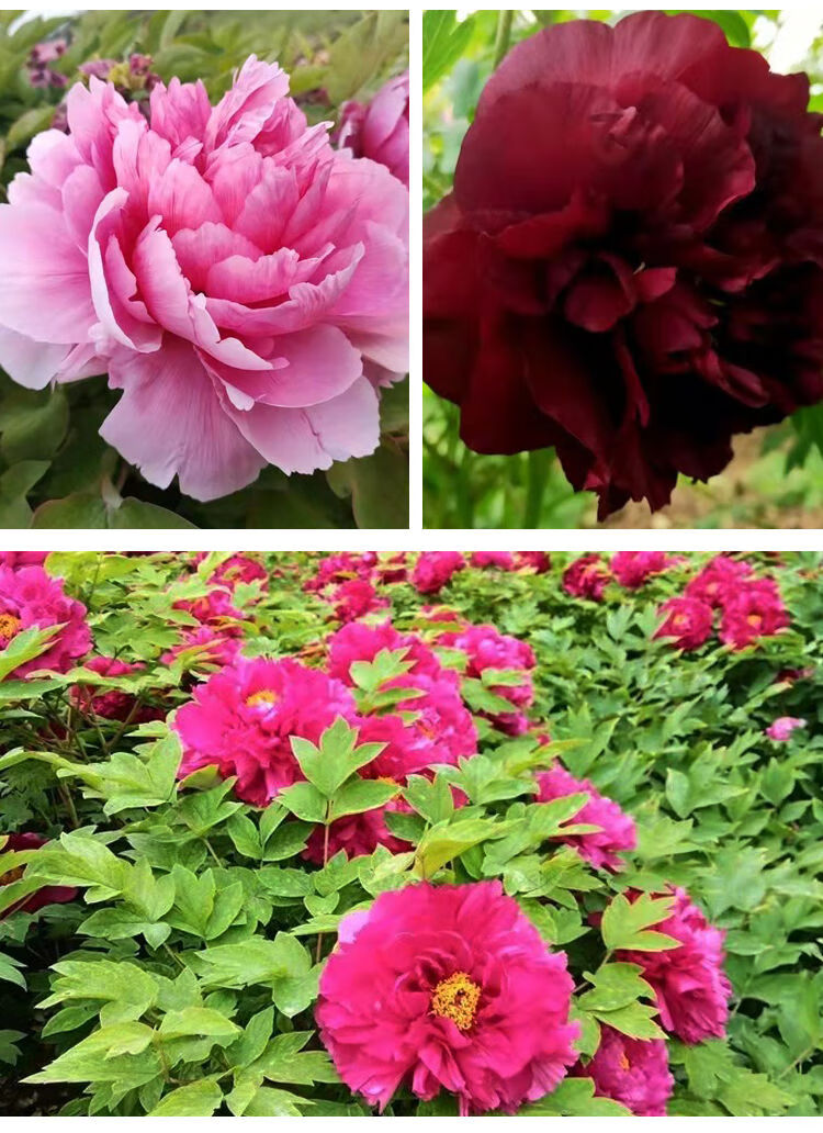 欧芽 牡丹花苗洛阳红带土带花苞发货富贵花 大苗洛阳