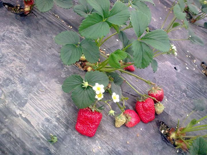 10棵装四季草莓苗攀援草莓树爬藤草莓苗果树苗庭院植物阳台盆栽水果苗