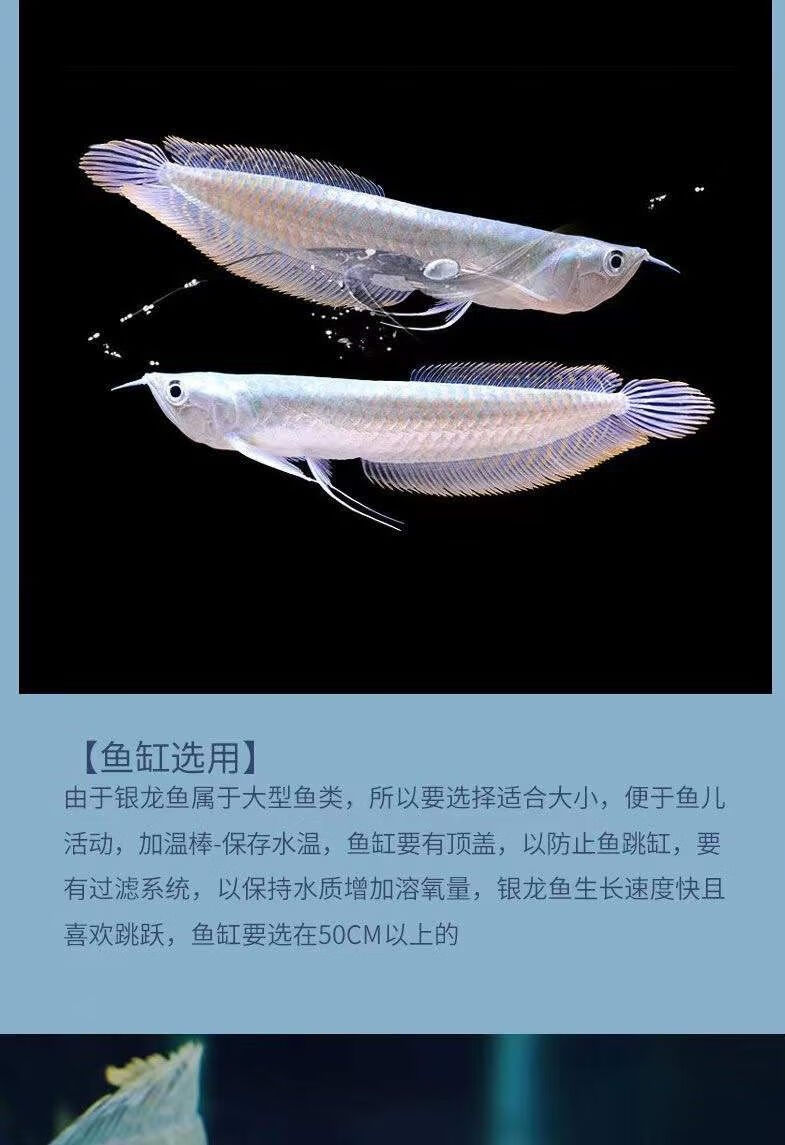 银龙鱼七彩银龙鱼金龙鱼红龙鱼大型热带观赏鱼活体黄化银龙鱼包活
