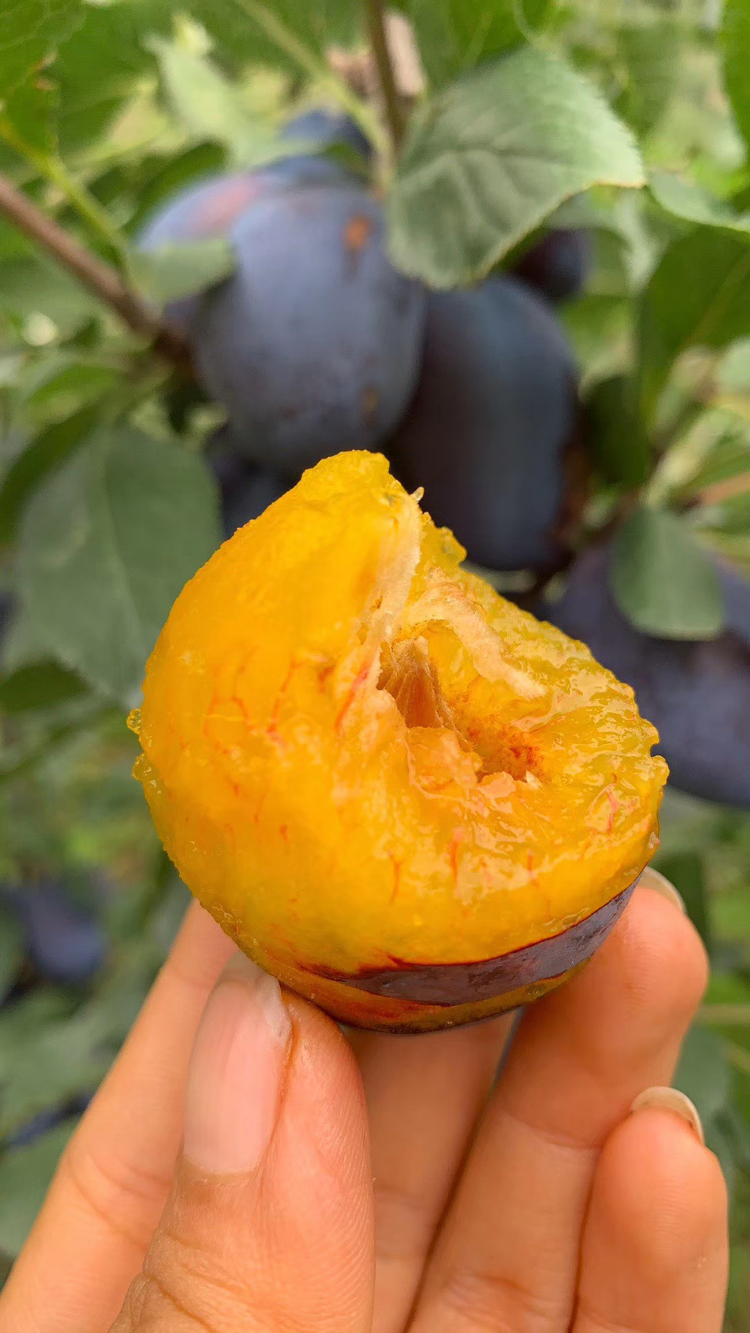 淡雪天使 汶川西梅5斤本地新鲜甜黑布林李子孕妇新鲜水果生鲜 5斤特大