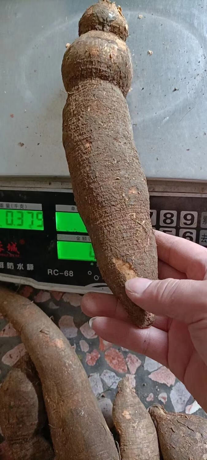 农家纯野生牛大力广西小叶牛泡酒煲汤泡酒牛大力根新鲜现挖中药材 牛