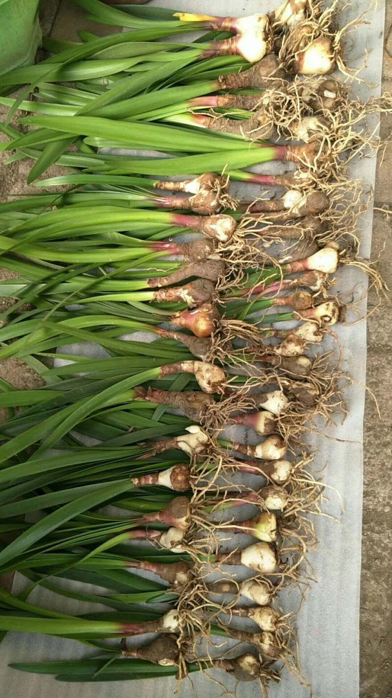 紫根兰 开花球乔治百合包对版好养活室内室外阳台庭院盆栽好养 球径